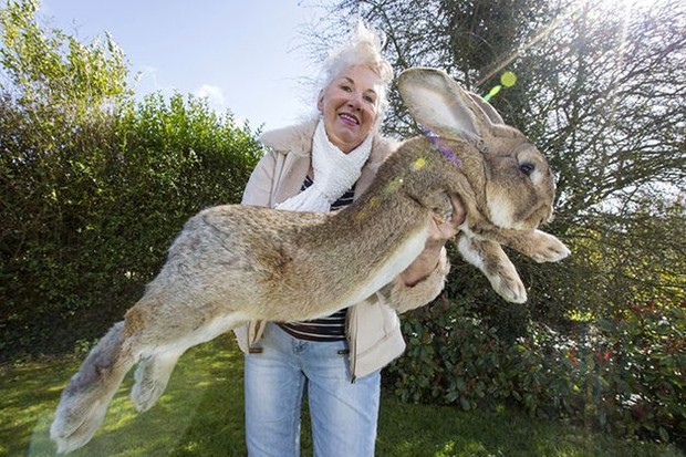 Maior coelho do mundo é roubado e dona oferece R$ 7,7 mil de recompensa